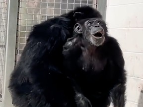 Un chimpanzé nommé Vanilla réagit en voyant le ciel ouvert pour la première fois dans une capture d'écran d'une vidéo publiée le 15 juin 2023 par Save the Chimps.