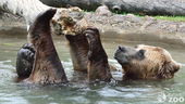 Après 24 ans de vie au zoo de Toronto, le grizzli Samson a dû être euthanasié le lundi 10 avril 2023.