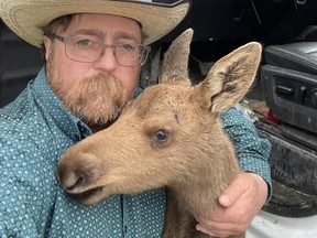 Mark Skage pose avec un bébé orignal après l'avoir sauvé d'un ours noir à proximité.