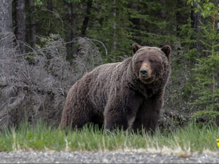 Une femme retrouvée morte après une rencontre avec un grizzli sur un sentier dans le Montana