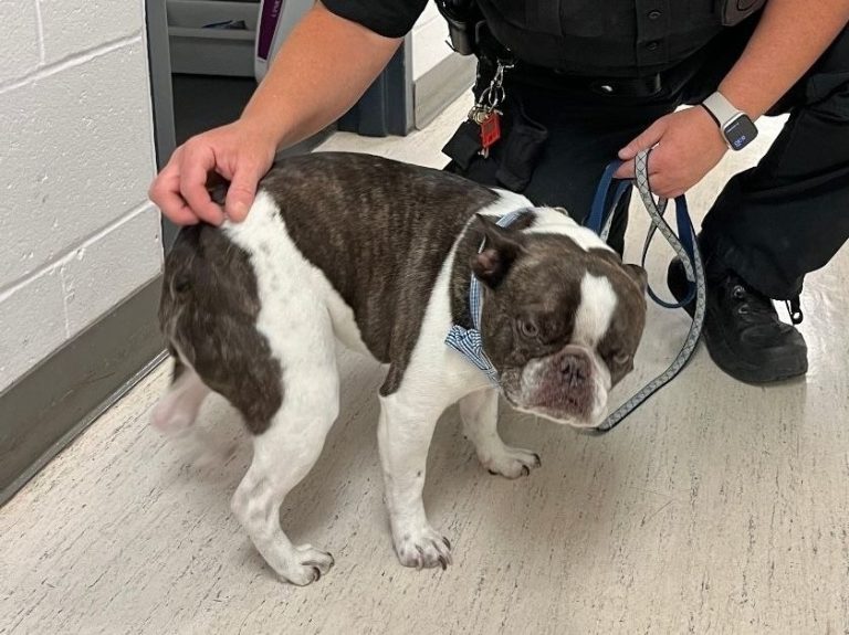 Une femme abandonne son chien à l’aéroport après avoir appris qu’elle ne pouvait pas voler avec son animal de compagnie