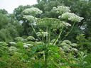 Les plantes de berce du Caucase sont une espèce envahissante. 