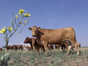 Vaches dans les prairies de l'Alberta.