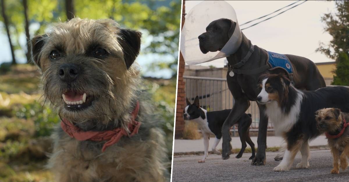 Le réalisateur de Strays parle de travailler avec des chiens, d'adopter son acteur principal - et d'être inspiré par Stand By Me
