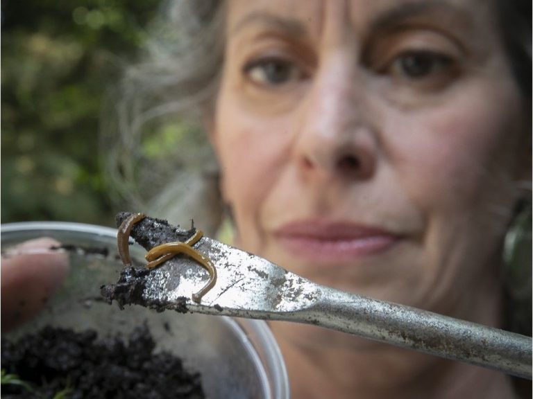 Des vers envahissants « recouverts de mucus toxique » trouvés dans un jardin de Montréal