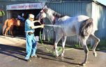 Harold Barroby garde les chevaux au frais à l'hippodrome de Hastings à Vancouver le 16 août 2023.