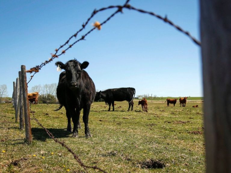 Les agriculteurs qui ont du mal à trouver des travailleurs étrangers blâment la bureaucratie déconcertante de l’immigration au Canada