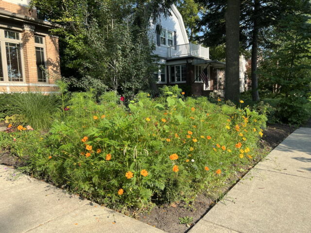 Une pelouse plantée de fleurs sauvages dans l’Illinois.  Les individus peuvent aider les abeilles indigènes en péril en aménageant le paysage avec des plantes respectueuses des pollinisateurs.