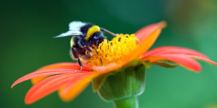 Pourquoi nous avons désespérément besoin d’abeilles sauvages