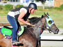 L'entraîneur Drew Levere travaille les chevaux à l'hippodrome de Hastings cette semaine.