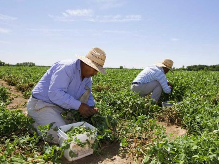 De plus en plus de producteurs agricoles canadiens dénoncent les rejets « massifs » de demandes de travailleurs étrangers