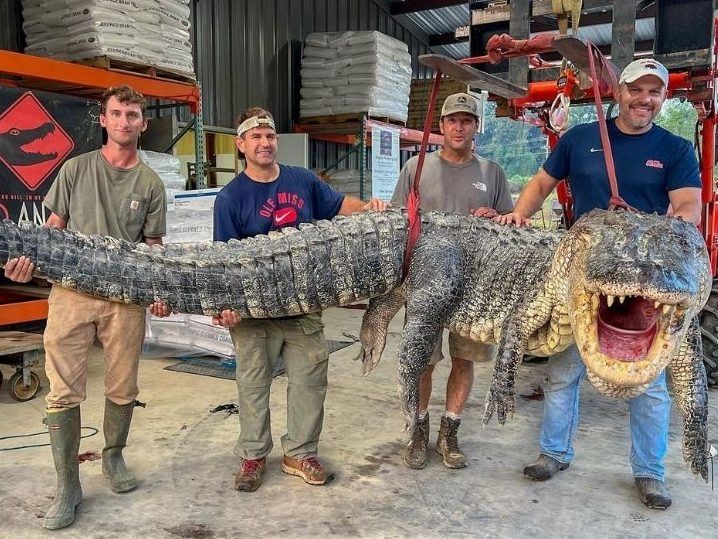 SEEYA PLUS TARD : des chasseurs du Mississippi attrapent un alligator de 800 livres et 14 pieds