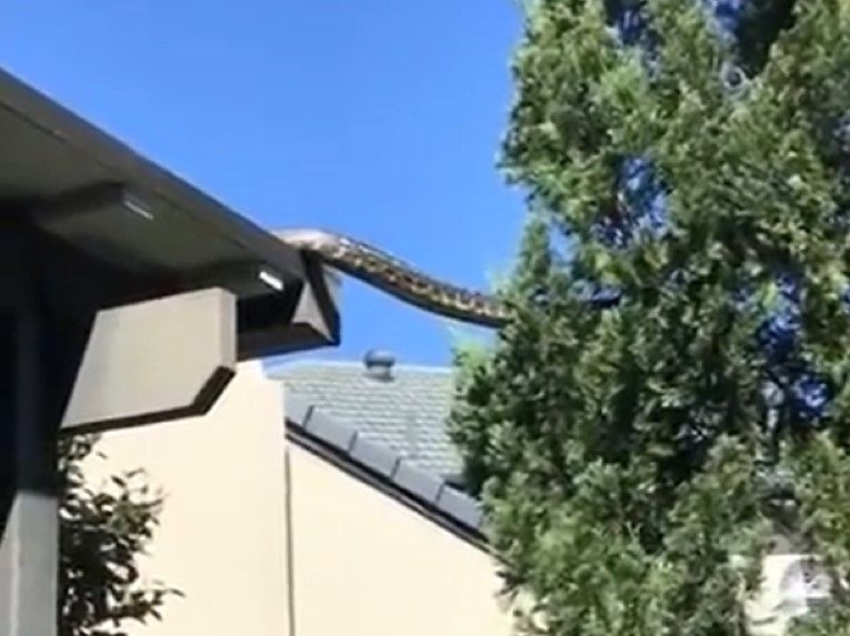 Un serpent vu rampant du toit aux arbres en Australie fait flipper les habitants