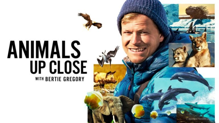 Animals Up Close with Bertie Gregory TV Show on Disney+: canceled or renewed?