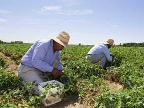 Travailleurs étrangers travaillant dans un champ agricole.