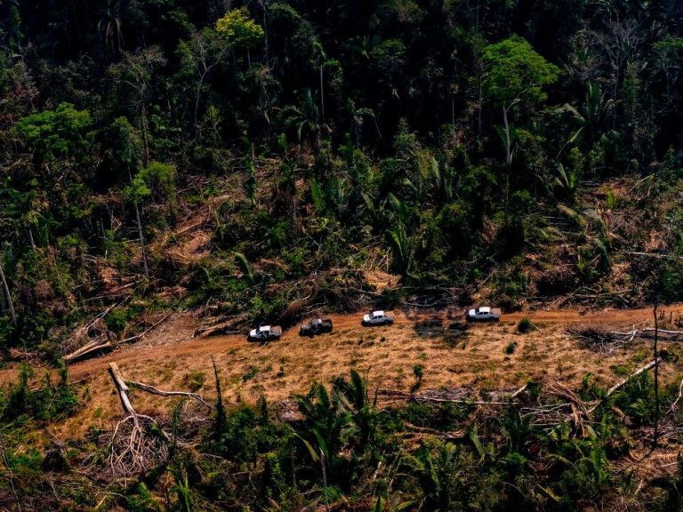 L’Office se joint à une startup dans un fonds de reforestation amazonien de 100 millions de dollars