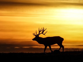 Un renne se profile au coucher du soleil près du village de Gorodilovichi le 22 octobre 2017.