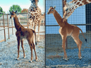 Le bébé girafe, vu ici avec sa mère, est né le 31 juillet au zoo de Brights, dans le Tennessee.