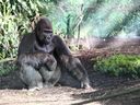 Nassir au zoo de Toronto.