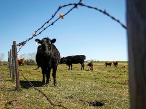 Vaches dans le champ d'un ranch.