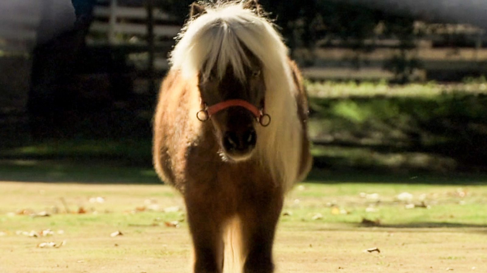 Li'l Sebastian revient de Horsey Heaven pour rejoindre Parks And Rec Cast On Strike
