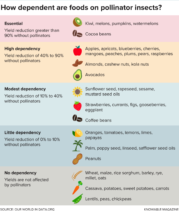 De nombreuses cultures dépendent de la pollinisation par les insectes, notamment les abeilles indigènes.