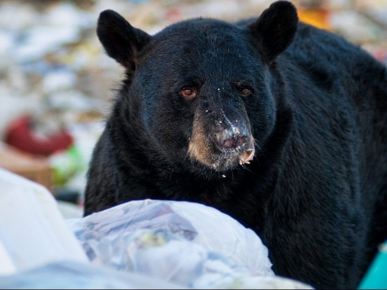 Un ours attaque un garçon de 7 ans dans son jardin de banlieue de New York