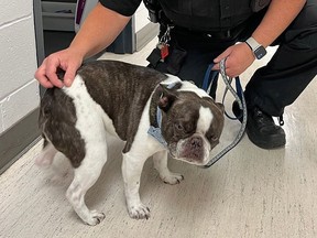 Chien abandonné à l'aéroport avec un policier.