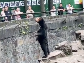 Un ours au zoo de Hangzhou