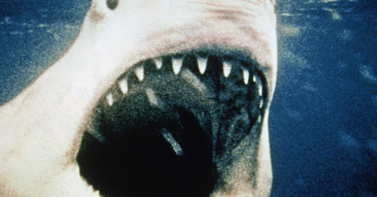 En regardant les quatre films de Jaws, l'erreur fondamentale de la série est claire
