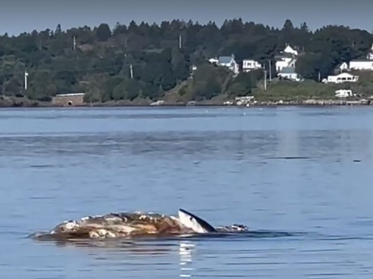 Un homme du Maine prend des photos d’un requin grignotant une carcasse de baleine dans la baie de Fundy