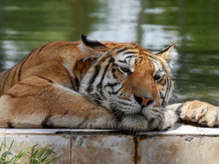 Un tigre né au zoo de Toronto meurt dans un « accident anormal » avant une opération dentaire