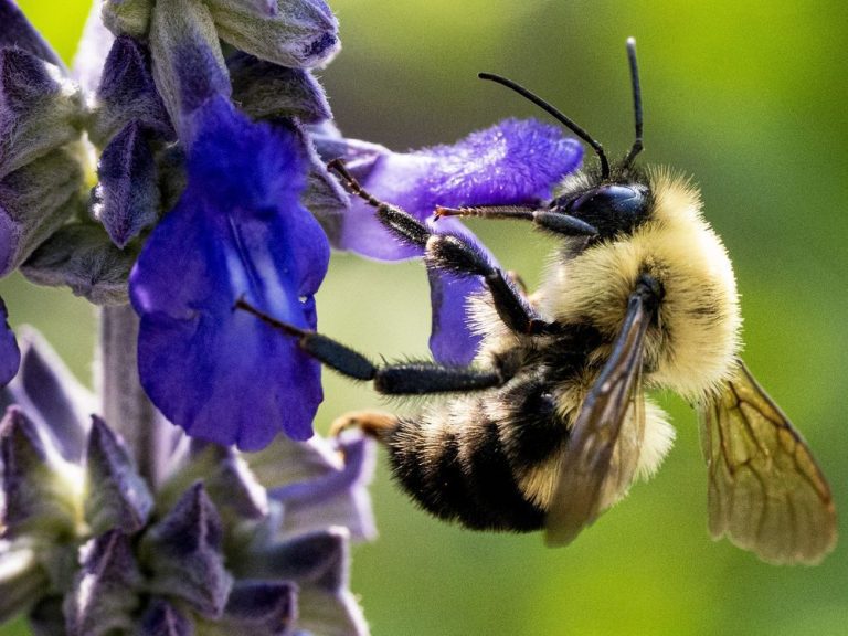 « Toute une scène » après la chute de 5 millions d’abeilles d’un camion en Ontario