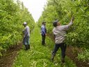 Des travailleurs temporaires enlèvent les drageons des pommiers de Brooyman's Farms Ltd., juste à l'extérieur de Port Stanley, en Ontario. 