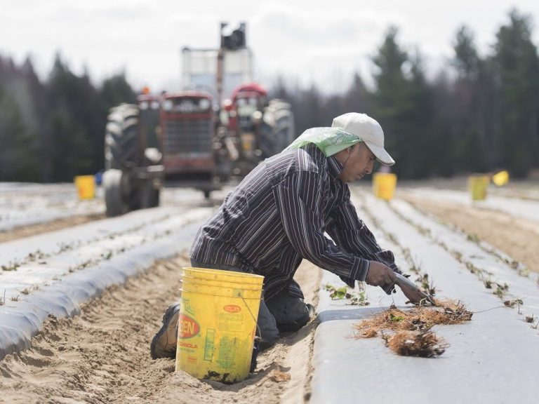 Les programmes de travailleurs étrangers temporaires du Canada constituent un terrain fertile pour « l’esclavage » moderne, selon le rapporteur spécial de l’ONU