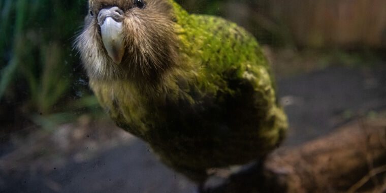 Des chercheurs séquencent les génomes d’un perroquet rare pour l’aider à prospérer