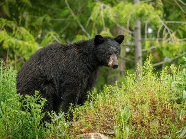 Pourquoi certaines personnes ont cessé de signaler les observations d’ours en Colombie-Britannique