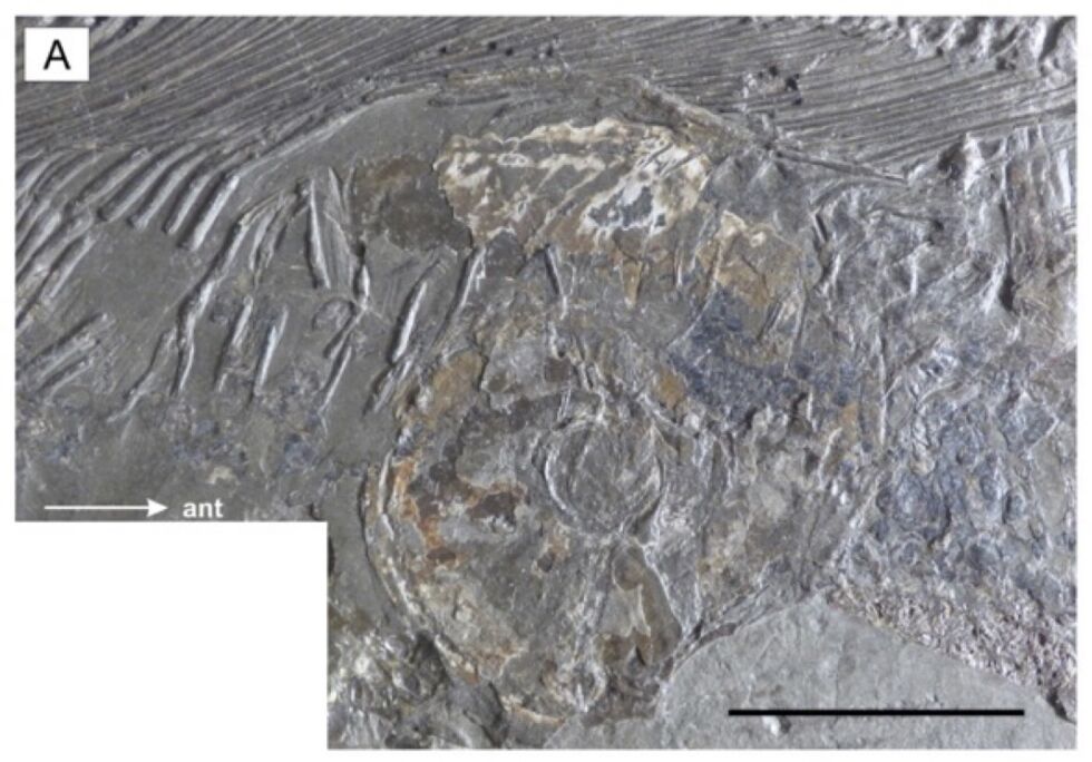 Un gros plan de l'ammonite en question.