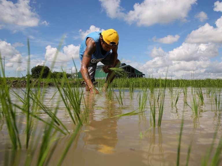 La pénurie de riz fait monter les prix en flèche partout dans le monde ;  les choses pourraient empirer