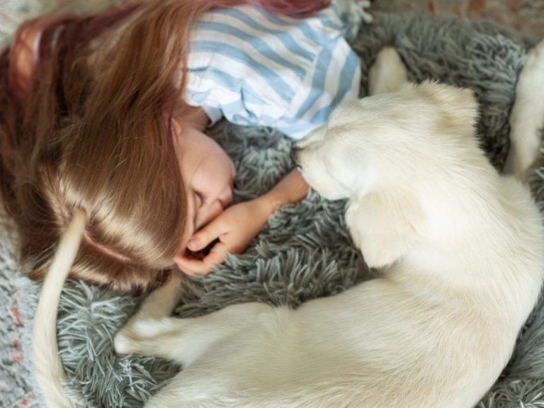 Une fillette de 2 ans perdue dans les bois retrouvée endormie utilisant le chien de la famille comme oreiller