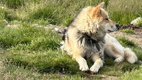 Chien de traîneau en vacances à Sisimiut, Groenland