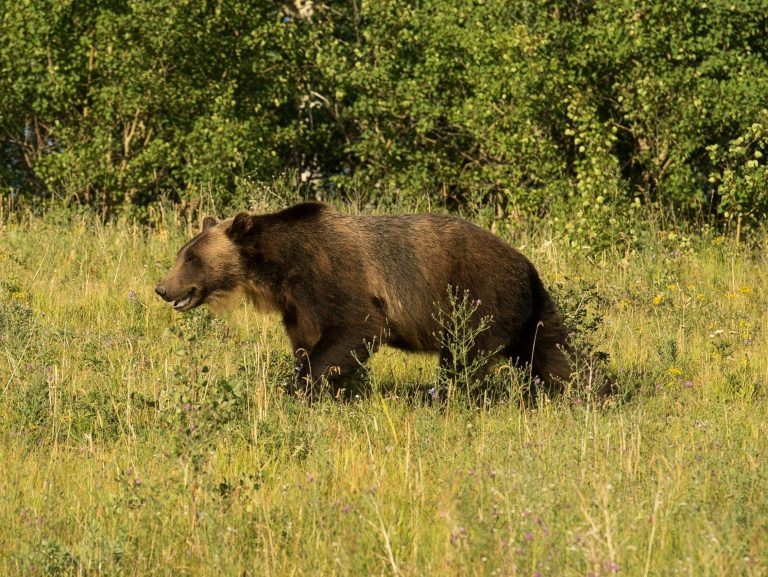 Les autorités recherchent le grizzly qui a mutilé un chasseur du Montana