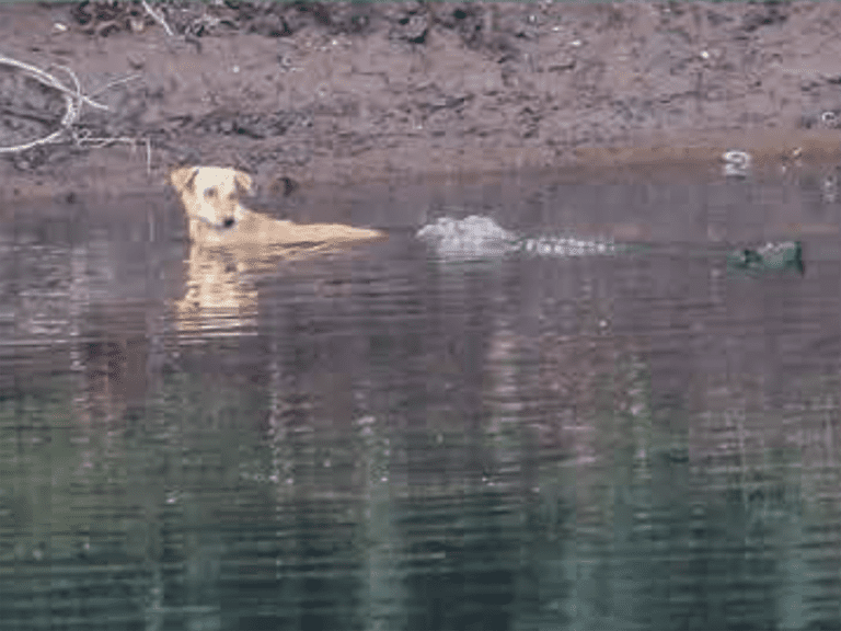 Les crocodiles utilisent leur museau pour pousser le chien à l’abri de la rivière