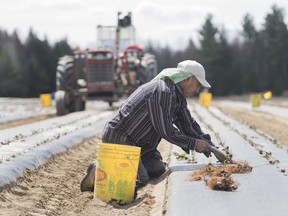 Un travailleur étranger temporaire