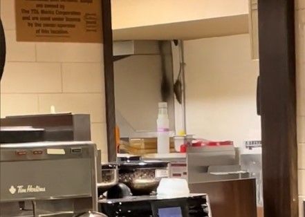 Les rats s’installent chez eux dans un magasin Tim Hortons de l’Ontario