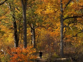 Une femme parcourt les sentiers de High Park au milieu des couleurs automnales lors d'une fraîche journée d'automne à Toronto, le vendredi 28 octobre 2022.