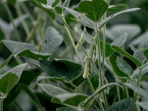 Les Canadiens consomment 2,4 millions de tonnes de soja par an, mais sa production peut nuire à l'environnement, écrit Jason Reed.