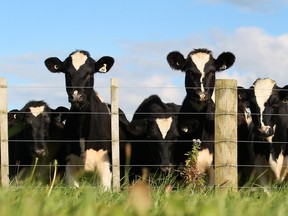 Vaches dans une ferme laitière néo-zélandaise en 2012.