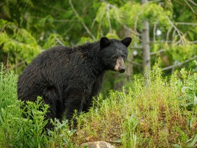 Ours noir de la Colombie-Britannique