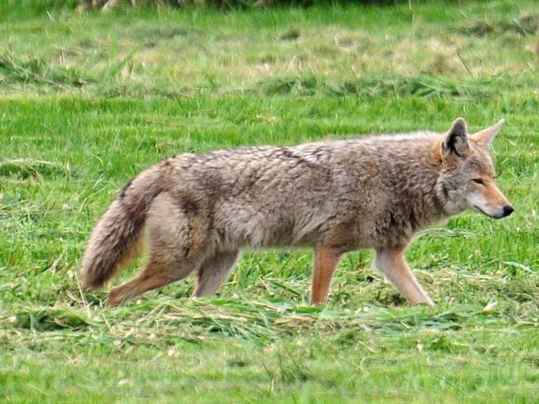 Six personnes mordues par un coyote en une seule matinée à Mission, en Colombie-Britannique